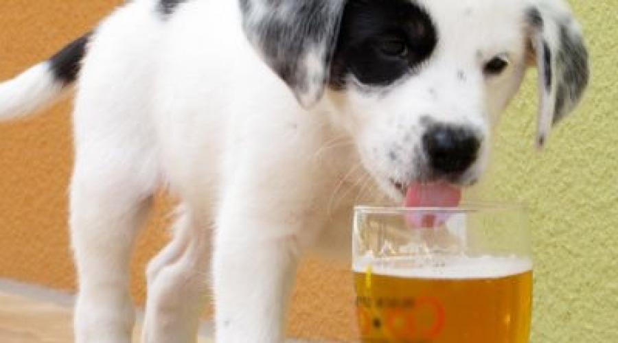 Что будет если дать собаке алкоголь. Предотвращение отравления алкоголем