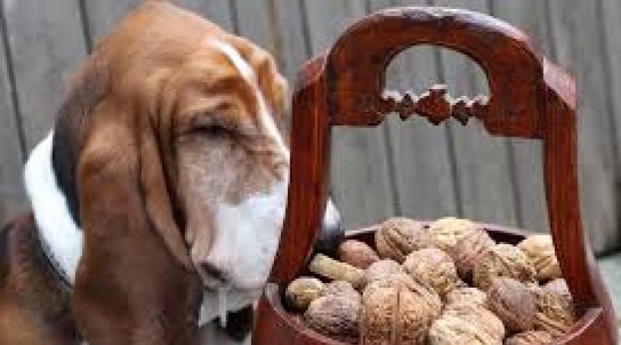 Можно ли собаке давать орехи. Вся необходимая информация о том, можно ли собакам орехи