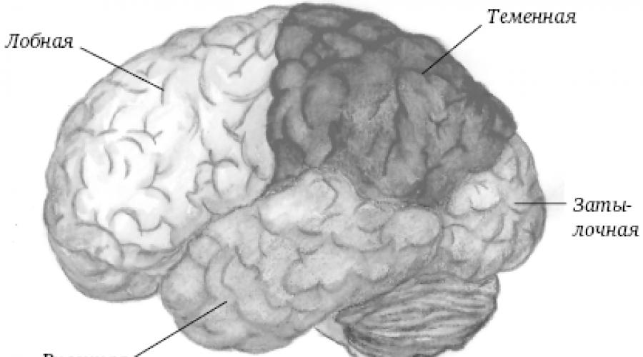 Модель структуры “триединога мозга