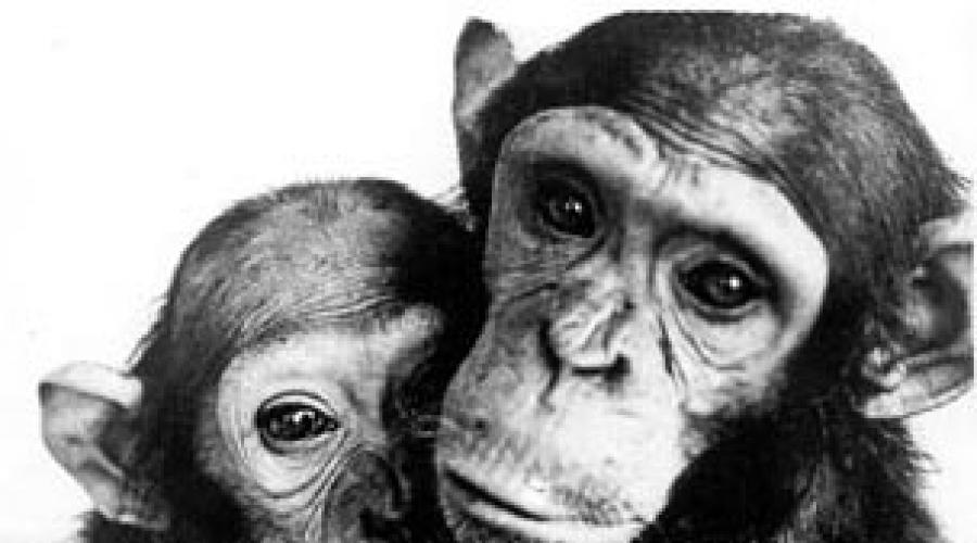 В зоопарке мы видели необыкновенное шимпанзе. Фосы по русскому языку и культуре речи