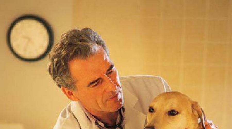 Лечение щенка при кишечном отравлении. Пищевое отравление у собак: как и чем, помочь питомцу