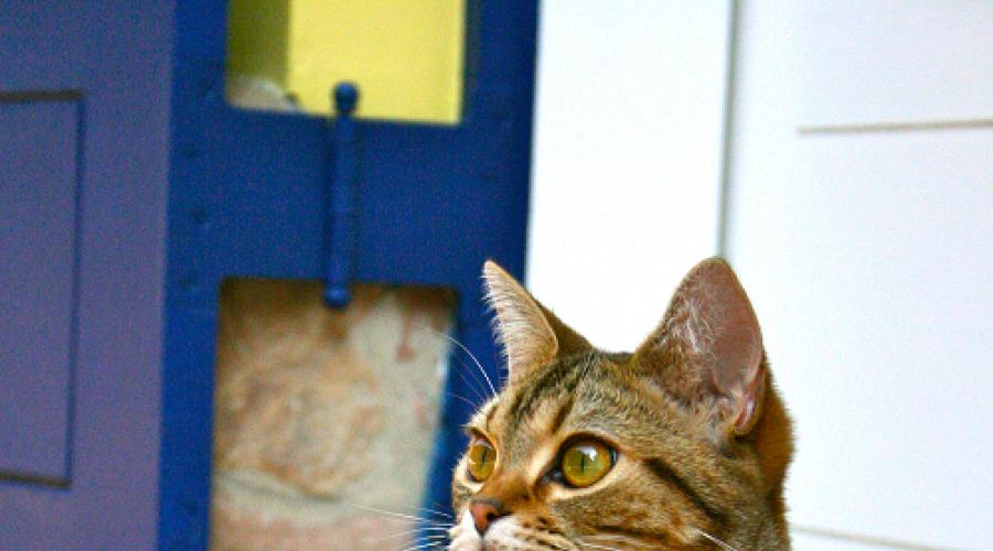 Как отучить кошку писать в неположенном месте: советы и рекомендации экспертов. Почему коты метят людей