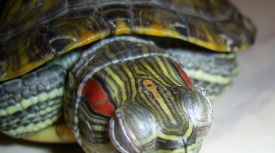 Воспаленные глаза у красноухой черепахи как лечить. У красноухой черепахи опухли глаза – как лечить? Как ухаживать за красноухой черепахой
