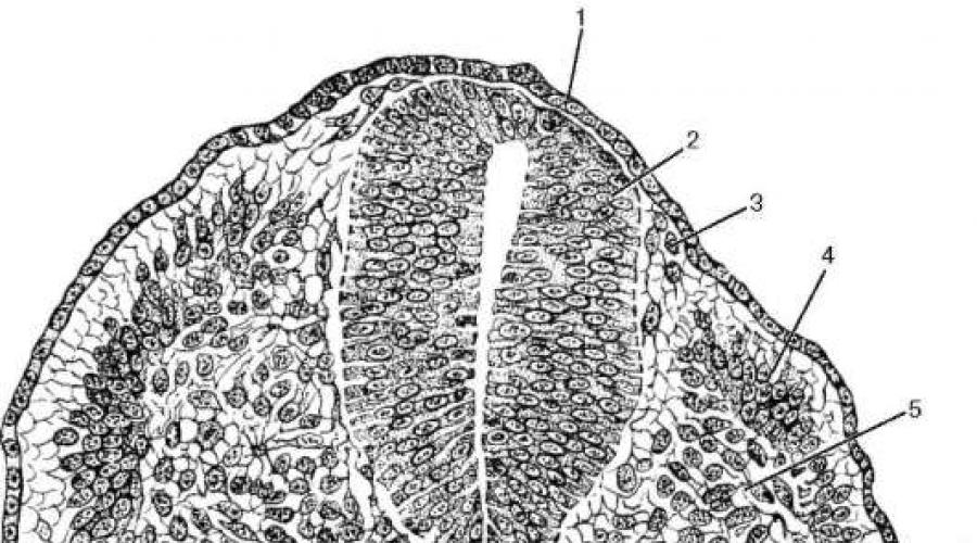 Гистологическое строение тканей. «Основы гистологии – ткани»