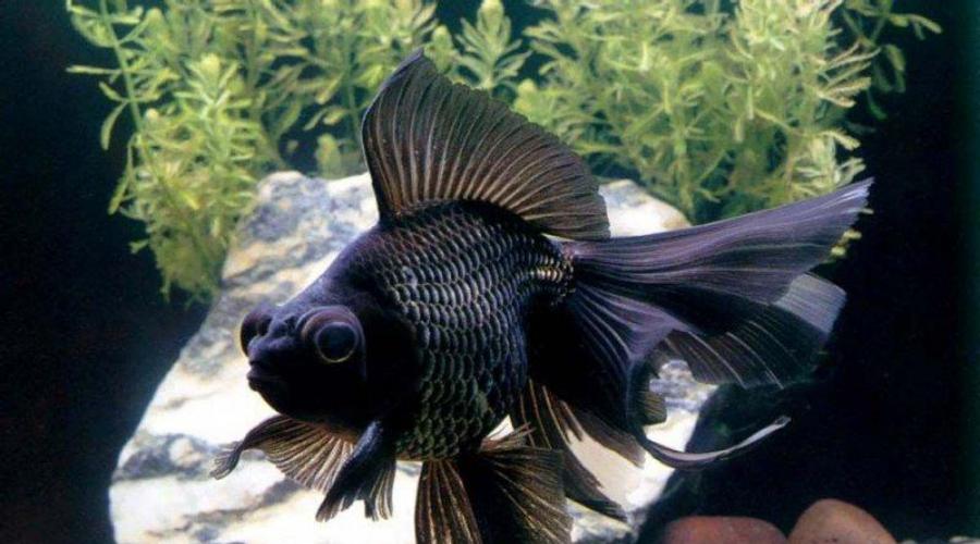 Условия содержания золотых рыбок в аквариуме. Золотая Рыбка – неприхотливый и яркий питомец