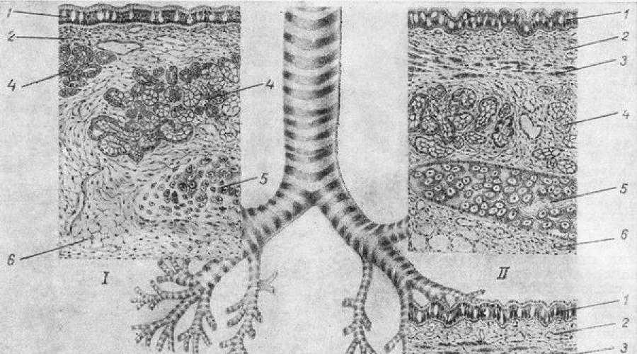 Легкие: строение (бронхиальное дерево, доли, сегменты, ацинус); ворота легкого, средостение. Взаимосвязь дыхательной и сердечно-сосудистой систем