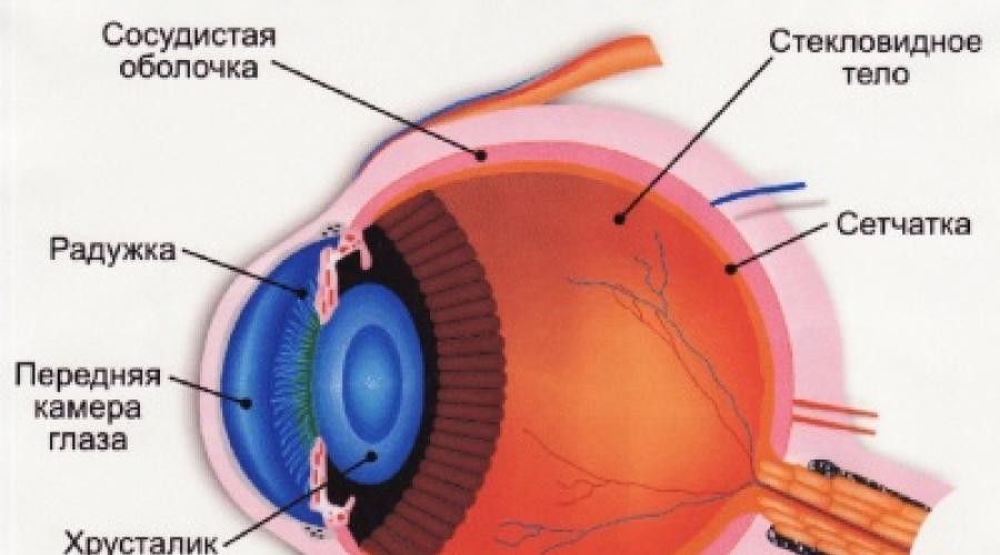 Камеры глаза: строение, функции, симптомы и лечение. Анатомия глаза: передняя и задняя камеры, их функции Чем заполнены передняя и задняя глазные камеры