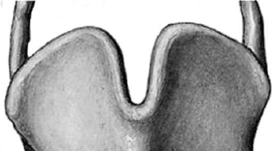 Клиническая анатомия гортани. Глотка и гортань: особенности строения, функции, заболевания и патологии Вестибулярная складка гортани
