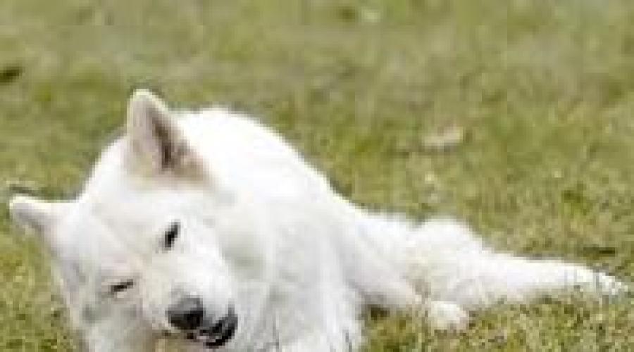 Белых собак каким кормом кормить. Как сохранить белоснежный цвет шерсти