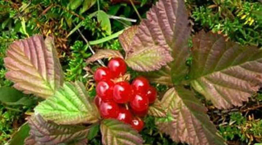  Костяника — ягода, многолетнее растение-медонос. 