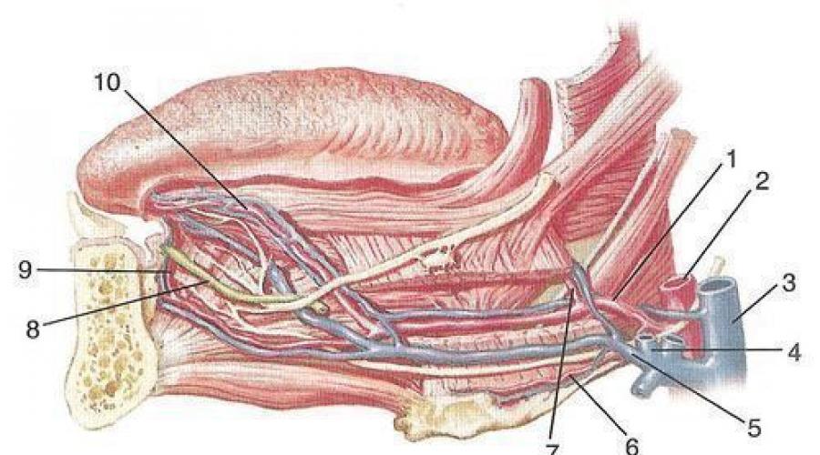 Конечные ветви наружной сонной артерии на лице. Ветви и схема наружной сонной артерии