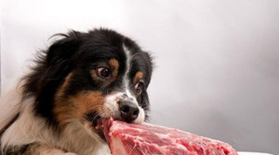 Натуральный рацион для собак. Чем, сколько и как правильно кормить собаку? Примерный рацион кормления