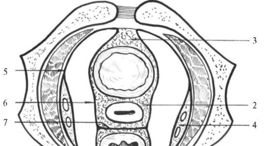 Топографическая анатомия женского таза в целом. Топографическая анатомия таза и его структура Основные клетчаточные пространства таза