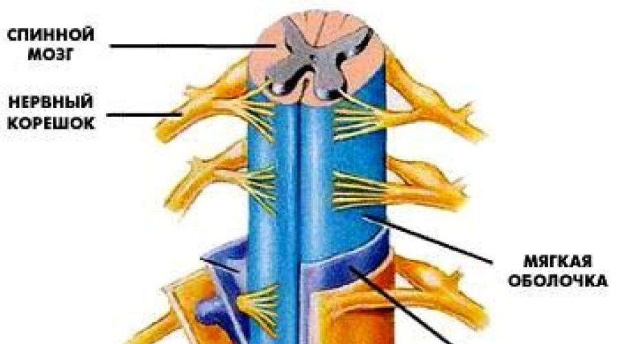 Спинной мозг анатомия человека кратко и понятно. Строение человеческого спинного мозга