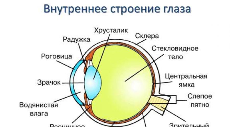 Особенности цветного зрения человека. Бинокулярное зрение Как создается видимое изображение