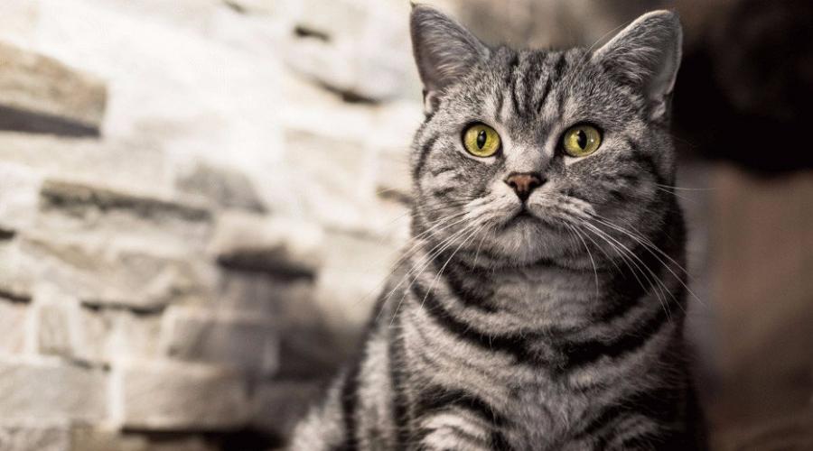 Уход за котенком-британцем: прививки, питание. Уход за британским котенком Уход за месячным котенком британцем