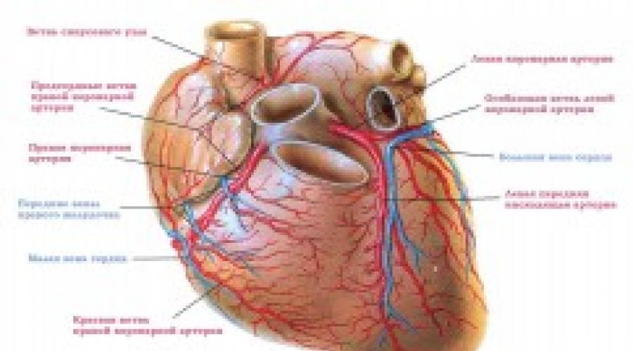 Клапаны сердца при сокращении предсердий. Сердечный цикл