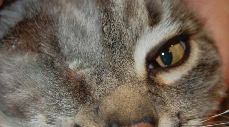 Удаление глаза у кошки уход. Что такое эвисцерация и энуклеация глазного яблока у собак и кошек? Существует несколько методов удаления глазного яблока
