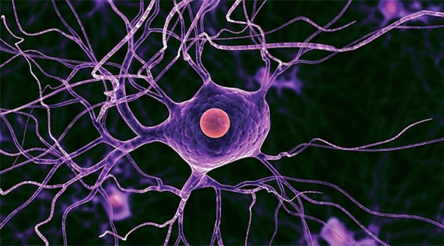 Восстанавливаются ли нервные клетки и как. Действительно ли восстанавливаются нервные клетки? Видео: Как восстановить нервную систему