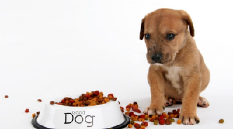 Если собака отказывается от привычной еды. Важные и безобидные причины, почему собака не ест