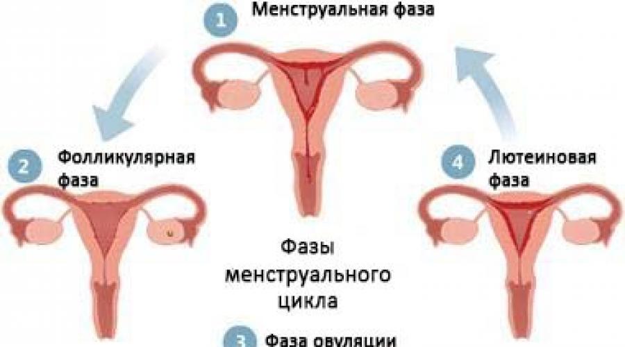 Как называются фазы менструационного цикла. Менструальный цикл: норма, сбои, нарушения