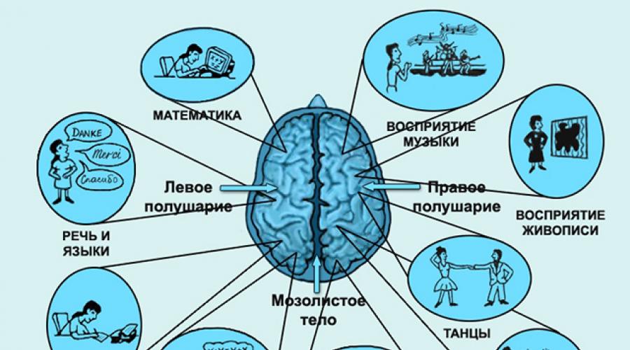 Функции долей головного мозга. Работа лобных долей головного мозга