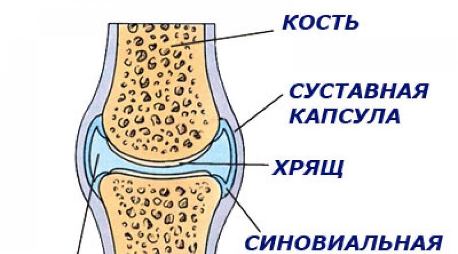 Хондропротекторы данилевская. Клиническая эффективность хондропротекторов в комплексной терапии остеоартроза коленных суставов