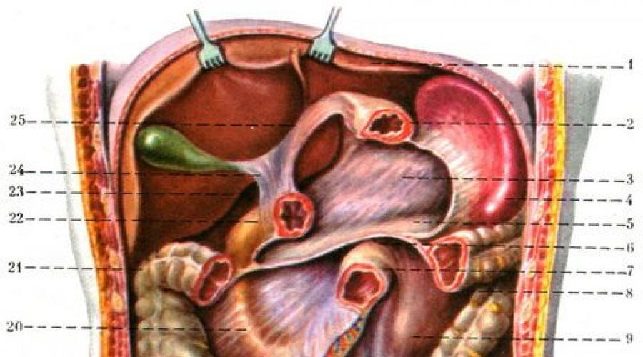 Брюшина и органы брюшной полости. Брюшная полость