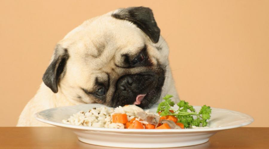 Натуральное кормление собак: что должен знать хозяин? Основы здорового питания питомца или чем кормить собаку. 