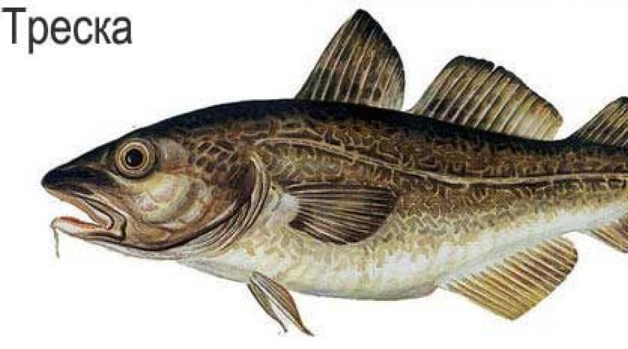 Нежирная рыба: список сортов для здорового питания. Сорта рыб — калорийность и полезные свойства