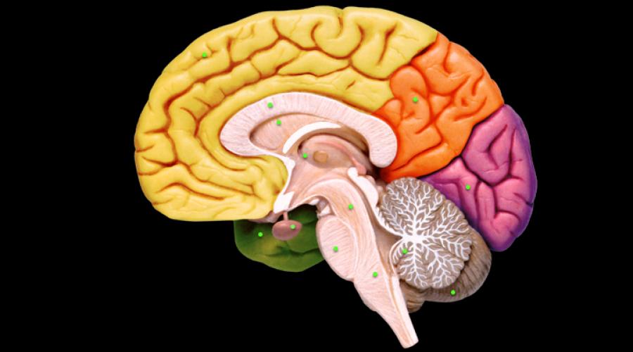 Как можно быстро развить мозг. Как развивать мозг и память? Развитие левого полушария мозга