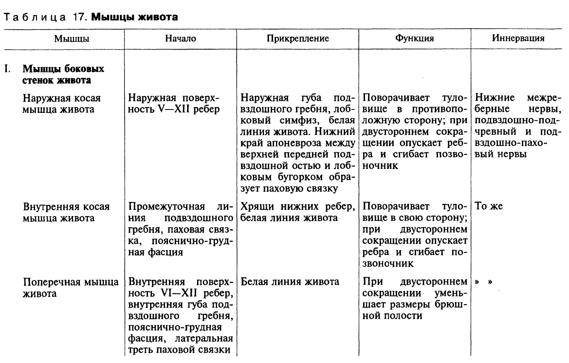 Мышцы начало прикрепление функция. Мышцы живота начало прикрепление функции таблица. Мышцы живота название начало прикрепление функция. Кровоснабжение и иннервация мышц таблица. Мышцы туловища спереди таблица.