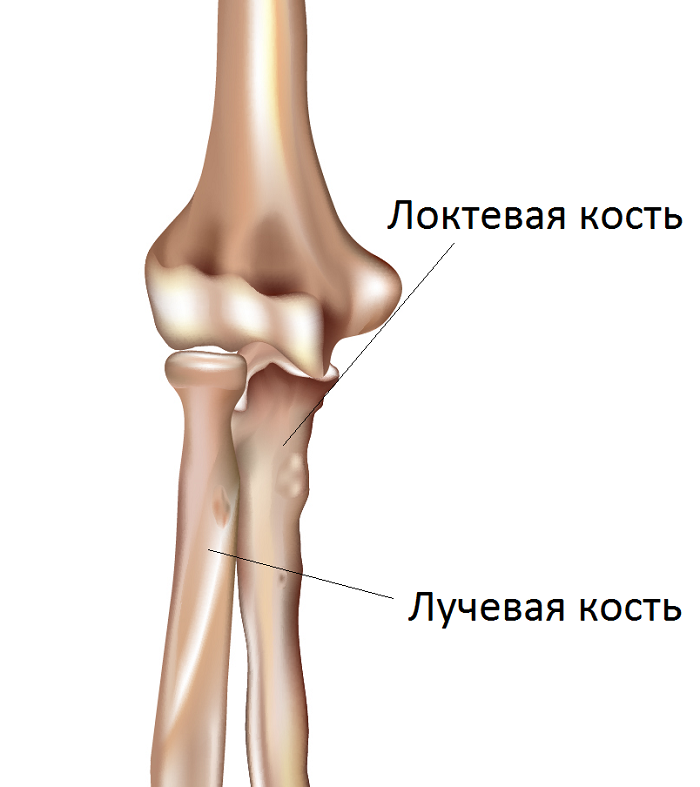Локтевой сустав блоковидный. Кости локтевого сустава человека анатомия. Коленный сустав блоковидный. Строение локтевого сустава.