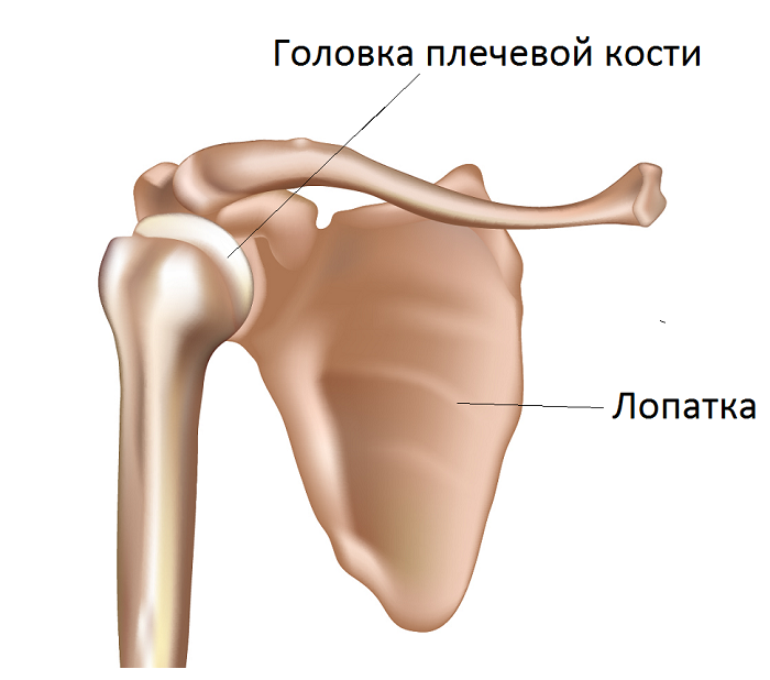 Лопатка трубчатая