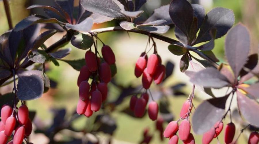 Berberis sibirica близкие виды. Лекарственные растения