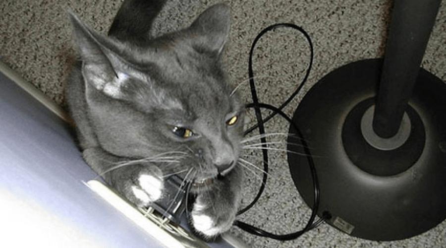 Что делать чтобы кот не грыз кабель. Что делать, если кошка грызет провода? Несколько способов устранения проблемы
