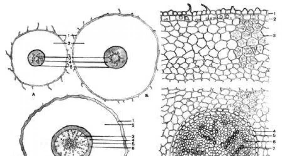 Строение одуванчика под микроскопом