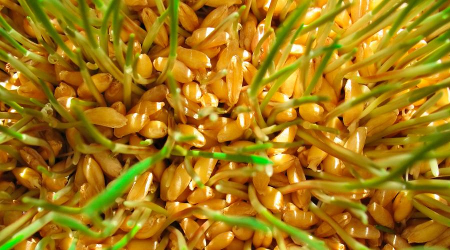 Прорастание семян пшеницы в домашних условиях. Для всей семьи