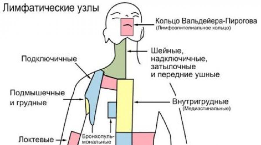 Надключичные лимфоузлы расположение схема у взрослых норма