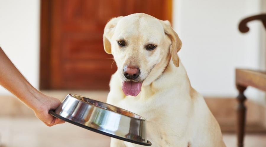 Как улучшить аппетит у собаки после болезни. У собаки плохой аппетит: почему и что делать? Что делать, если собака не ест