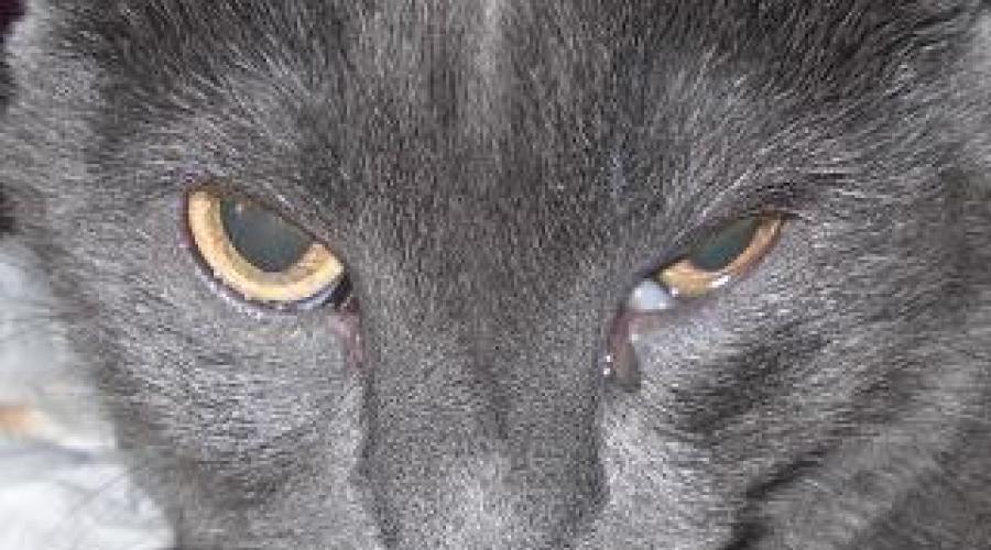Что делать, если у кошки слезится один глаз? Почему у кота слезятся глаза Почему у кота слезится глаз и закрывается. 