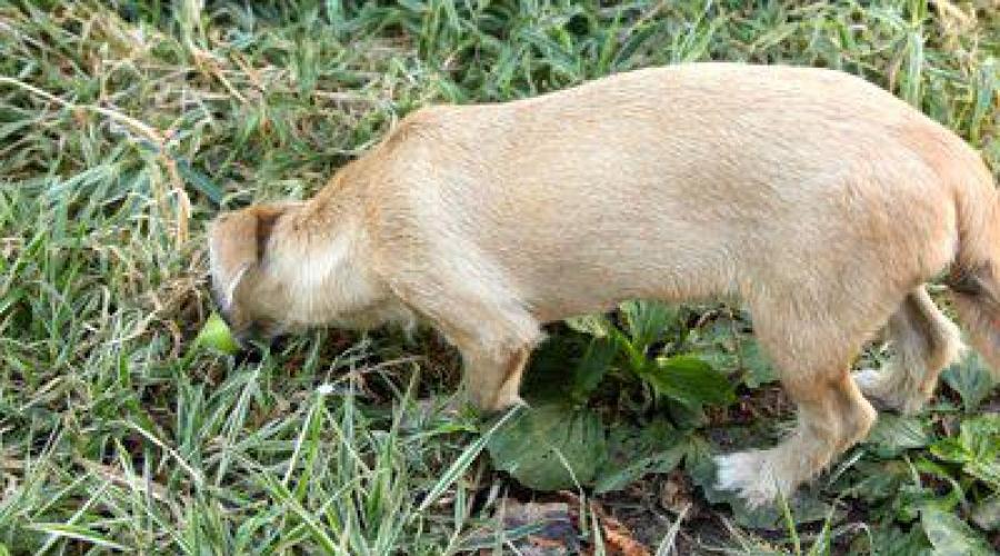 Почему собака ест траву. Почему и зачем собаки едят траву Какую траву едят собаки на улице
