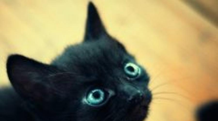 Имена для котят черный дым на серебре. Лучшие имена для черных кошек: как назвать черную кошку-девочку