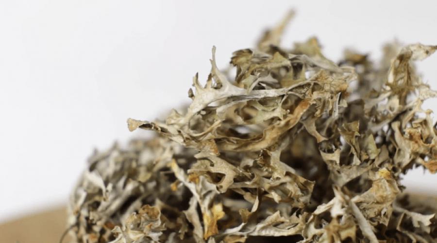Исландский мох – эффективное средство от кашля. Исландский мох: лечебные свойства и противопоказания