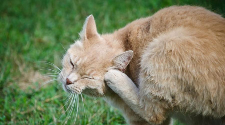 Кот прижал уши. Почему кошка прижимает уши: наблюдаем и изучаем поведение питомца