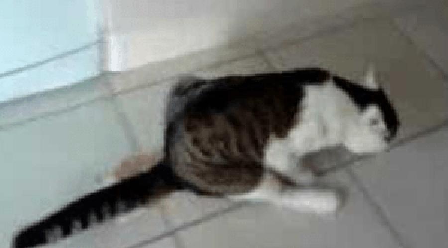 Кот катается на попе. Кошка чешет попу об ковер: глисты, воспаление или раздражение? Почему кошка ездит на попе, и что с этим делать