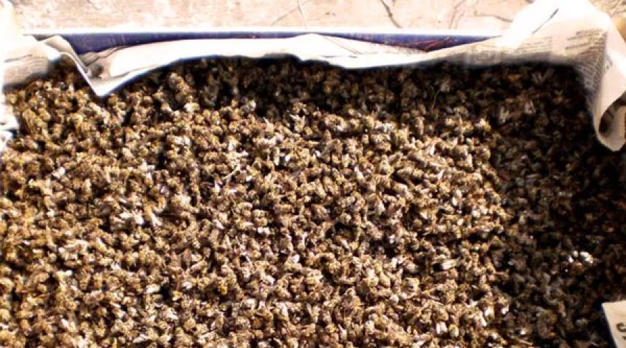 Народные рецепты из пчелиного подмора. Пчелиный подмор