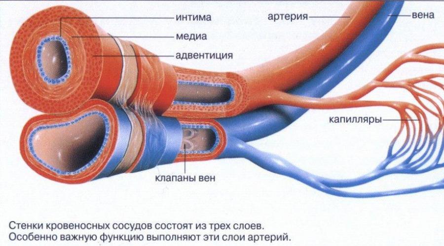 Строение кровеносных сосудов рисунок