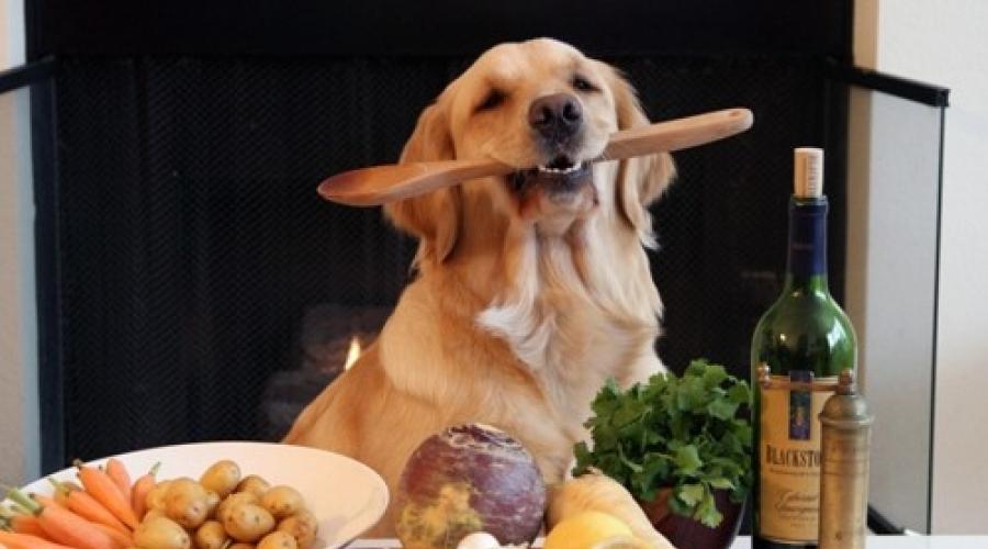 Примерное меню: чем кормить собаку в домашних условиях? Как правильно кормить собаку натуральной пищей. Мир животных Правильное питание собаки натуральными продуктами