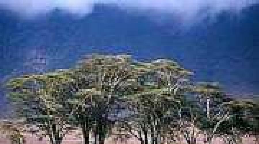 Что такое буш в географии. Гуляем по Сиднею: австралийский буш весной или бушвокинг в Lake Parramatta Reserve